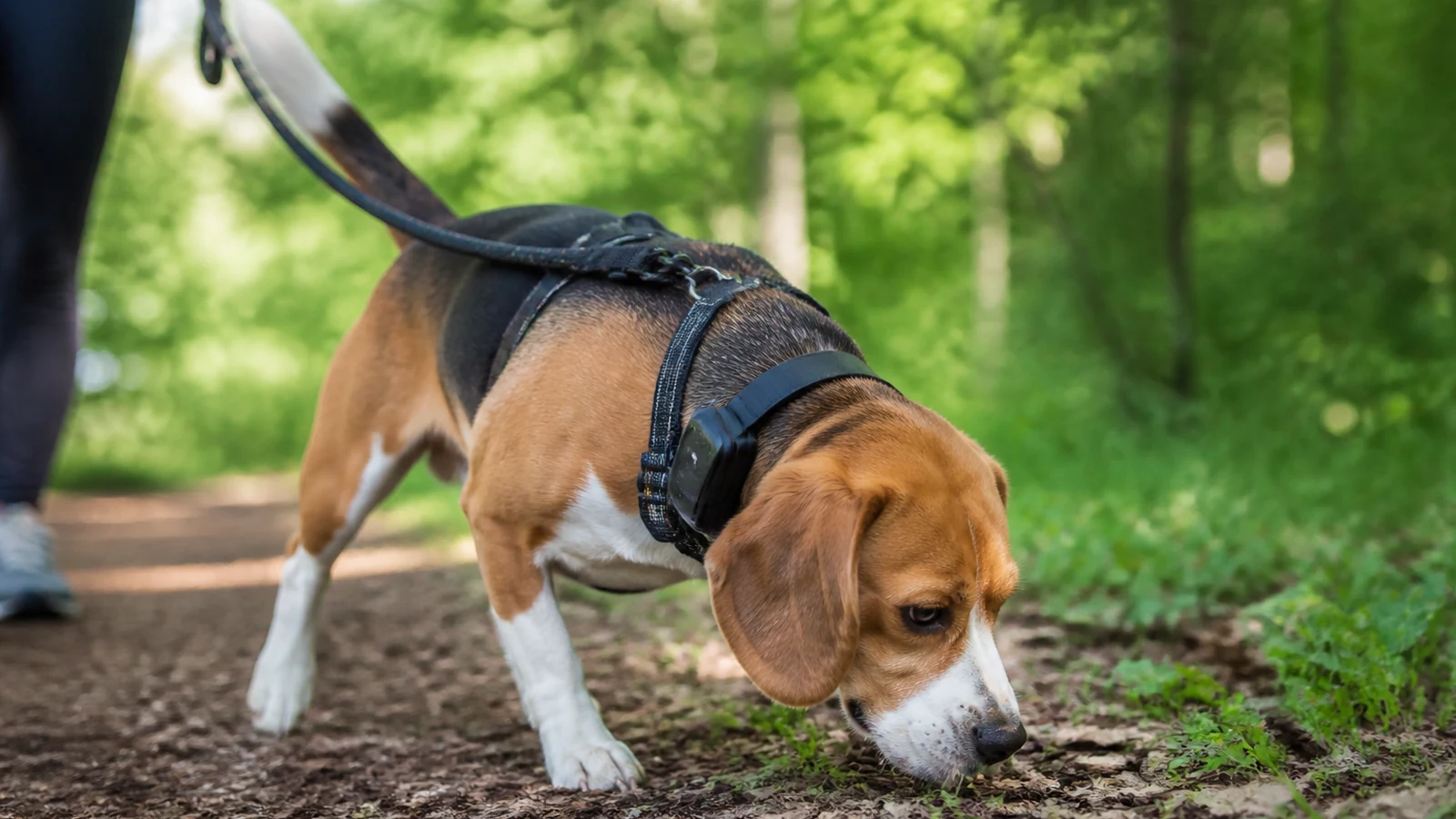 Beagle wearing walking gear during outdoor exercise