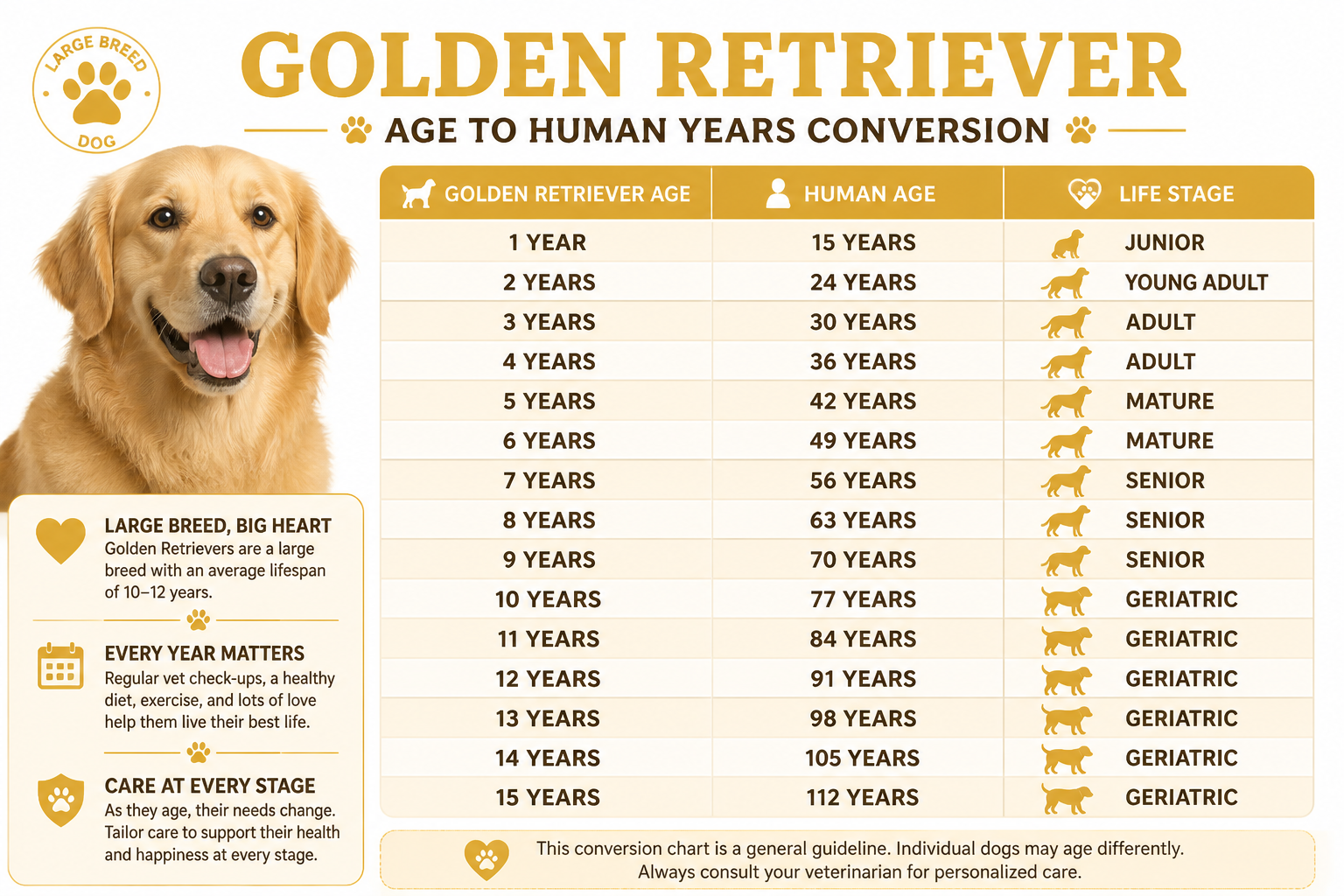 Golden Retriever Age to Human Years Chart