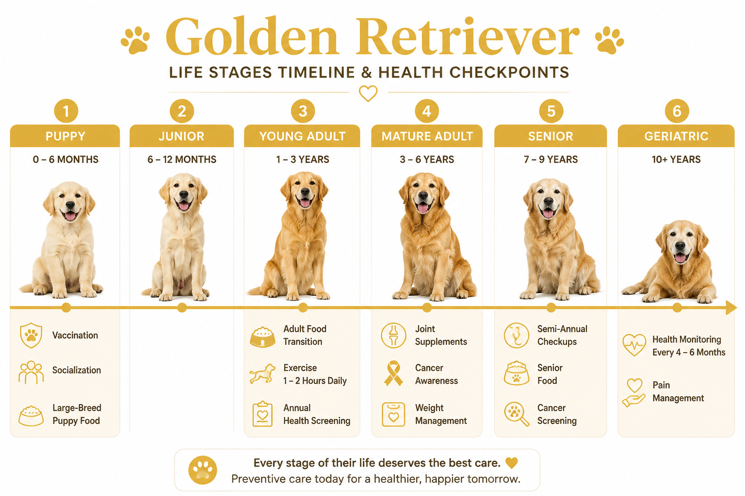 Golden Retriever Life Stages Timeline